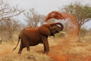 elephant-africa-african-elephant-kenya-70080-70080 An African elephant playfully throws dust in a vibrant savanna landscape.